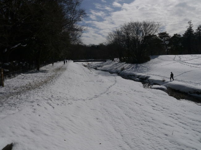 今朝の東京地方、２０年振りの大雪で、家も道路も庭も空地も白一面の銀世界で朝を迎えた。ここ小金井も３０ｃｍ以上の積雪で、新聞を取りに出た足元もプスプス雪の中に入り込んで行く。ニュースでは２０年振りと言っていたが、嘗て経験の無い程の大雪だ。<br /><br />朝食を食べ、早速野川公園に雪景色を見に行く。雪を見慣れていない人々にとって、雪は人を情緒的にさせる。雪のロマンチック。友人の一人に雪国新潟の出身者がいて、毎年冬の季節には、雪を見に越後湯沢まで出かけると言う。スキーをする訳でもなく、美味しい物を食べに行く訳でもなく、ただ積もっている雪を見る為だけに。物言わぬ真白の雪は、ただそれだけで人を惹きつける魅力を持っている。<br /><br />野川公園は一面の銀世界。鳥も飛ばない静寂の世界。野川もこの寒さに半ば凍っている。凍てつく野川を見るのは初めてだ。以前も見たかも知れないが、凍結した小川を見た記憶はない。遠方の林の向こうから子供達の賑やかな声が聞こえてくる。クジラ山で遊んでいるんだ。山の斜面を雪ソリに乗って滑り降りているに違いない。行って見よう。