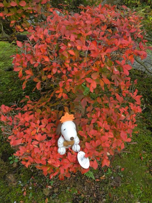 小堀遠州ゆかりの寺院『近江孤篷庵』◇2013年・湖北の紅葉めぐり