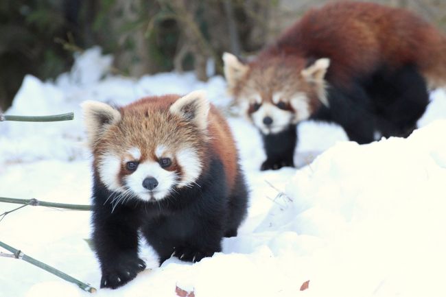 雪の中を歩き回るレッサーパンダ！<br />冬の北海道とか長野に行かなければ、見られないだろうと思っていました。<br />でも、雪に縁のない私には冬の北海道や長野はハードルが高くて、とてもそのチャンスはなかろうと半ばあきらめていました。<br />ところが、関東をも襲った45年ぶりの記録的大雪は、雪体験がろくにない私をも否応無しに巻き込みました。<br />であれば、わざわざ長野や北海道に遠出しなくても雪のレッサーパンダが見られる、絶好のチャンスです！<br />今こそ、自宅から一番最寄りの埼玉こども動物自然公園で、雪景色の中のレッサーパンダを！<br /><br />そして念願どおり、雪の中を歩き回るカフェくん・ラテくん・リリィちゃん・ハナビちゃんに会えました、わーい@<br /><br />札幌の円山動物園出身のリリィちゃんにとって、体が半分隠れるような積雪は慣れっこでしょうが、久しぶりでしょう。<br />カフェくん、ラテくん、ハナビちゃんはあんな大雪は初めてでしょうに、堂々としたものでした。<br /><br />今回は外展示は、子パンダ４匹ではなく、カフェくんとラテくんのみでした。<br />キャラくんとメルくんがいないのは、リリィちゃんにそろそろコウタくんとの恋の準備をさせるためでしょうか、それとも積雪のせいで無理させないためかしら。<br />４匹は、もう同居にずいぶん慣れた様子でした。<br />カフェもラテも、それからハナビちゃんはもちろんリリィちゃんも、頻繁に木登りをしたのですが、バッティングしそうになっても、上手に道を譲り合っていました。<br />雪上に出来た獣道をレッサーたちはせっせと歩き回っていたのですが、２匹３匹と続くことも多かったです。<br />よく見ていると、リリィちゃんのあとをカフェが続くことが多く、そのカフェのあとにはラテがよく追いかけていました。<br /><br />ラテはけっこうお兄ちゃんっ子のようです。リリィちゃんよりもカフェ兄ちゃんに甘えることが多いように思えました。<br />それに対し、カフェはよくリリィちゃんのあとにくっついていました。リリィちゃんにお母さんの面影を求めているのでしょうか。<br />いやむしろ、若い義理の母にあこがれる少年のようにも見えたのは……想像力たくましすぎ！？<br /><br />リリィちゃんは自分の子でもないのに、カフェもラテも母親のように見守っていました。<br />それは、夕方、ハナビちゃんにカフェやラテがけんかで泣かされたときの様子でよく分かりました。<br />カフェやラテはハナビちゃんに攻撃されたとき、なんとか自力で逃げられるようになったようですが、そんな子パンダたちにリリィちゃんが歩みより、カフェはリリィちゃんに甘えて慰めてもらっていました。<br />でもラテはリリィちゃんのところには駆け込まなかったですね。リリィちゃんはラテを気にかけていましたけど。<br /><br />雪の中ではハナビちゃんとカフェがとびっきりフォトジェニックで、撮影チャンスがたくさんありました。<br />顔つきだけ見ると、ハナビちゃんは抜群に可愛いけれど、カフェ・ラテ相手には気の強いお姉ちゃんでした。<br />レッサーパンダの鳴き声といったら、小鳥のように可愛くピュルルル……のはずなのに、怒ったときのハナビちゃんのうなり声は、低音のブオッ、ガオッ！でした（苦笑）。<br />それまではこれといってけんかせずにニアミスしていたのに、夕方、カフェ・ラテと取っ組み合いになったのは、おなかが空いて気が立っていたんじゃないかしら。<br />夕方になると、ご飯が待っているバックヤードに早く戻りたいのは、みんな同じ。<br />だからカフェやラテが閉ざされた扉の前でハナビちゃんに割り込む形になってしまったか、あの狭いところでハナビちゃんの行く先を遮るかしたので、ハナビちゃん、怒ったんじゃないのかな～と。<br /><br />私がレッサーパンダの可愛らしさに目覚めたのはナツ母さんとハナビちゃんがきっかけなので、私はどうもハナビちゃんには甘くなってしまうようです@<br /><br />＜大雪翌日の埼玉こども動物自然公園の旅行記のシリーズ構成＞<br />□（前編）いつもと違う白銀の世界と動物たち<br />■（後編）念願の雪の中のレッサーパンダ～リリィちゃんに甘えるカフェくん、お兄ちゃん子のラテくん、我が子でなくても２匹を気にかけるリリィちゃん＆夕方おなかが空いて気がたってきたらしいハナビちゃん@<br /><br />埼玉こども動物自然公園の公式サイト<br />http://www.parks.or.jp/sczoo/<br />埼玉こども動物自然公園の公式フェイスブック<br />https://www.facebook.com/saitamazoo<br /><br />＜タイムメモ＞<br />12:45　家を出る<br />13:45　高坂駅着<br />13:53発　鳩山ニュータウン行きバスに乗車<br />14:00　埼玉こども動物自然公園に入園<br />14:25～14:35　温泉カピバラ<br />14:40～14:50　コアラ館<br />15:20～16:25　レッサーパンダ<br />16:30頃　埼玉こども動物自然公園を出る<br /><br />※これまでの動物旅行記の目次を作成中。<br />「動物／動物園と水族館の旅行記～レッサーパンダ大好き～目次」<br />http://4travel.jp/travelogue/10744070