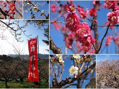 下のほうは七分咲きかなーの、強風と眺めのイイみなべ梅林＠とてもいい運動になりますよー