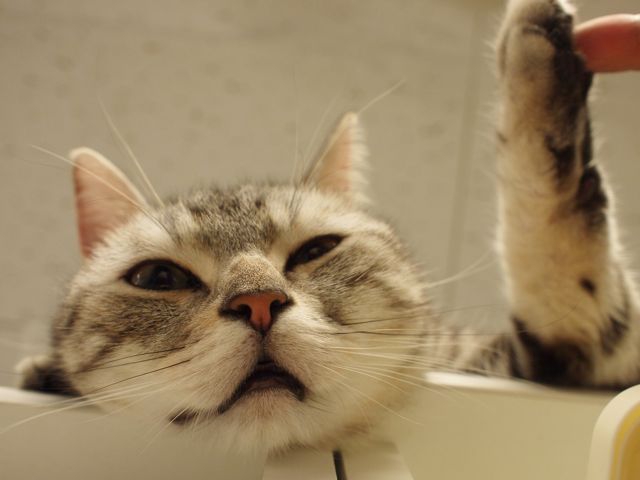 猫巡礼の旅 ー錦糸町 猫まるカフェeast篇 錦糸町 東京 の旅行記 ブログ By Middx さん フォートラベル 猫巡礼の旅 ー錦糸町 猫まるカフェeast篇 錦糸町 東京 の旅行記 ブログ By Middx さん フォートラベル