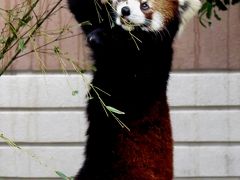 冬のレッサーパンダ紀行【６】 福岡市動物園　ありがとう、幸おばあちゃん・・・安らかに・・・、期待のテッカ君＆マリモちゃんは別居展示、めちゃくちゃ可愛いコツメカワウソ＆ビントロング赤ちゃん！！