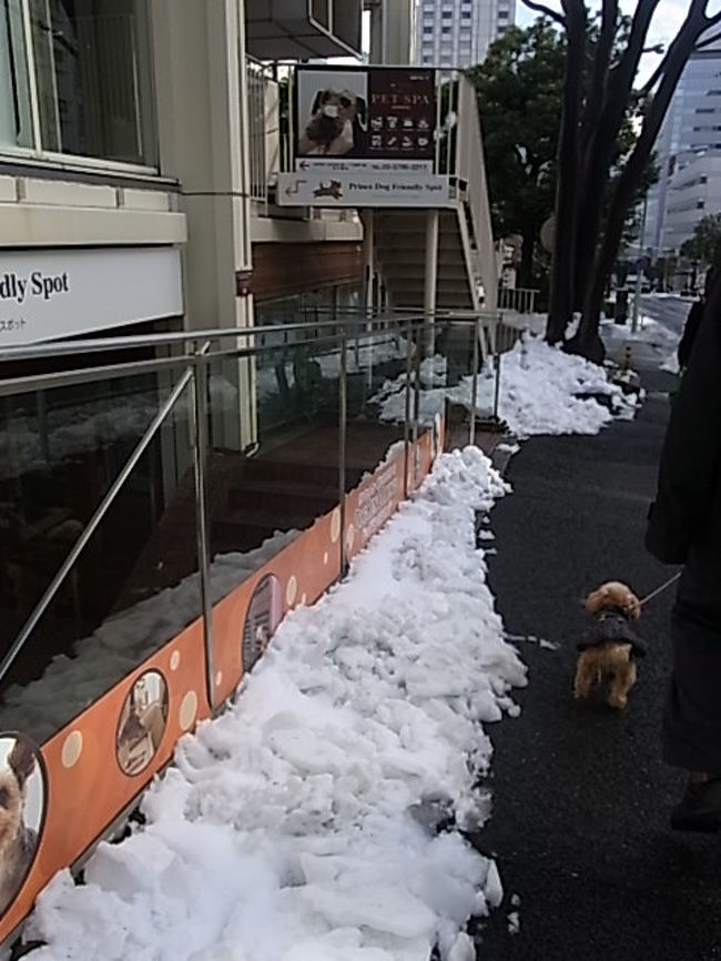 吹雪の翌日、東京都知事選挙でした。<br />なんとか晴れてくれて、、でも雪が積もり、あちこちで雪かきしていました。選挙会場前の道路でゆきちゃんと相思相愛の若いおまわりさんが私服で雪かきしていました。ゆきちゃん１歳２カ月、おまわりさん２１歳、、、、ゆきちゃんと交番以外のところで会えてうれしかったみたい、、、楚々として優しい笑顔がまぶしい。<br /><br />柘榴坂にあるプリンスホテル新高輪のワンコのショップ。<br /><br />