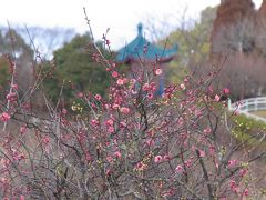 梅花ほころぶ石ヶ谷公園（大久保）