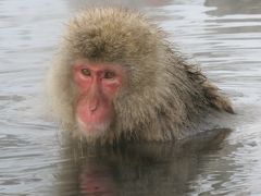 Snow Monkey