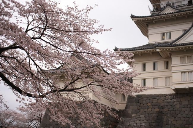 3/30に小田原城に桜の写真撮影に行って来ました。<br /><br />調べてみると横浜から片道950円で行けるとのことだったので、千葉からでも行けるなと思い、埼玉に住んでいる写真撮影好きな友人を誘って行って来ました。 <br /><br /><br />ここ2週間ほど桜の開花状況がハラハラでした。