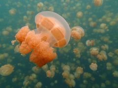 マイルでパラオ行ってきた　その４　海のツアー。