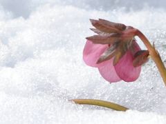 Japan　昭和記念公園　2014　マダムＧと歩く雪野原　～ミツバチばあやの冒険～