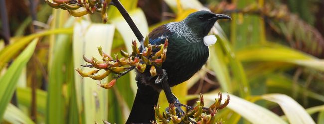 スチュワート島 旅行 クチコミガイド フォートラベル ニュージーランド Stewart Island スチュワート島 旅行 クチコミガイド フォートラベル ニュージーランド Stewart Island