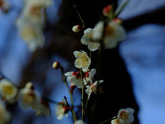 ２０１４　小石川後楽園　冬　梅の花も咲いて　中