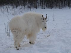 2014年2月　ホワイトホースで動物観察