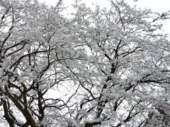 知られざる秘境「山門（やまかど）水源の森」