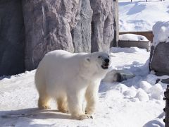 3歳児と雪の北海道へ！（旭山動物園編）