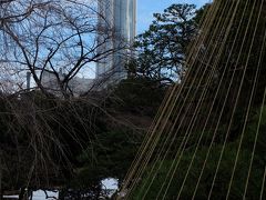 ２０１４　小石川後楽園　冬　梅の花も咲いて　下