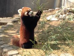 レッサーパンダ研究の旅〈4〉鯖江市西山動物園