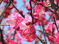 大宰府天満宮訪問記 in 福岡