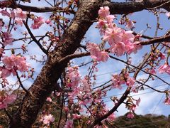 ☆河津桜祭り☆