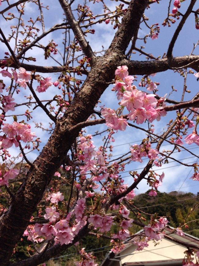 2/13.河津桜祭りに行きました！<br />が、桜は2分咲き程度(°_°)一足早かったです。寒い！！<br /><br />あと10日後位がいいかなー、と出店の方が言ってました…&gt;_&lt;…残念！