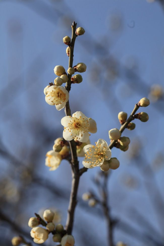 今年は２月１５日から<br />佐布里池の梅祭りですが<br />２週連続の積雪もあり<br />少ししか咲いていないと覚悟していたが<br />それなりに咲いていましたね<br /><br />ただ<br />天気は良いのですが<br />冷たい強風が吹き荒れ<br />場所によっては我慢大会でしたが<br />風のこない場所とかはポカポカで<br />まあまあの感触でした<br /><br />水曜日に<br />またもや雪マークがありますが<br />土日は晴れマークなので<br />暇な方はお出かけください