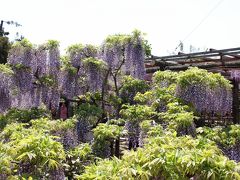 尾張津島の藤まつりへ！