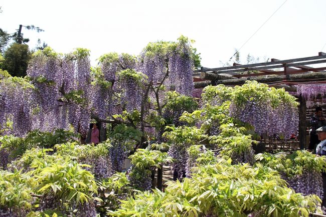 尾張津島に、すごい藤まつりがあると聞き行ってきました。<br />神戸から名神・神名神・東名阪道路を経由して２時間３０分ほどで行ける名所。<br />津島市にある天王川公園で４月下旬から５月上旬に開催されています。<br />祝日でもあり駐車場は混雑、待つこと１時間ほどでやっと。<br />公園は非常に広く、いたるところに立派な藤棚が。見応え充分です。<br />その後、木曽三川公園を回り帰りました。<br />非常に綺麗でお薦めです。