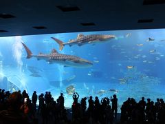 2月の沖縄旅行3泊4日②～美ら海水族館～