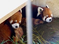 雪のレッサーパンダ紀行【５】 市川市動植物園　時ならぬ雪に楽しく遊ぶ三つ子兄妹＠１号舎＆ライチ君とルルちゃんが同居です＠４号舎