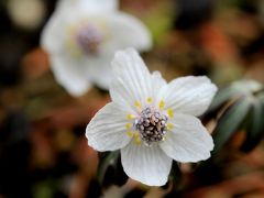 大阪府立花の文化園。久しぶりに行ってきました。 節分草がかわいらしく咲いていてくれました。梅はまだまだこれからです。