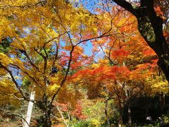 バスツアーで行く 秘境・大井川鐡道ＳＬ乗車と紅葉の香嵐渓へ！№１　～香嵐渓偏