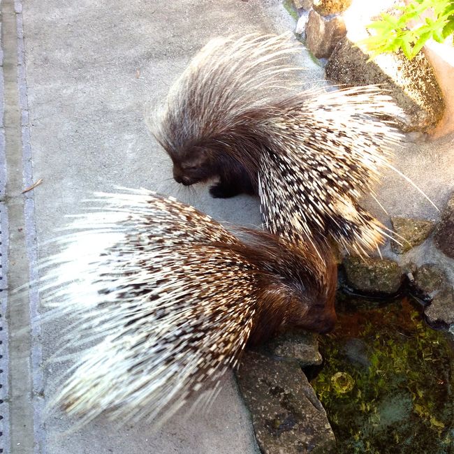 千葉県にある市川動植物園に行ってきました！<br /><br />http://www.city.ichikawa.lg.jp/zoo/