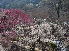 梅とあたみ桜を見てきました 2014.02.17=3.熱海梅園の梅まつり=