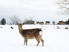 奈良に24年ぶりの大雪！　そのとき鹿は・・・