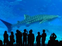 美ら海水族館GREAT!!