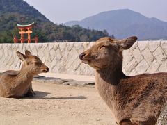 シカを撮りに宮島