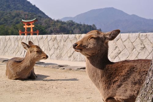 シカを撮りに宮島』宮島・厳島神社(広島県)の旅行記・ブログ by つぼ