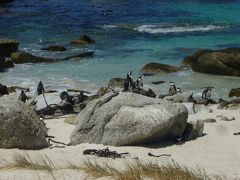 初アフリカ大陸に大満足！南部アフリカロマン紀行10日間（その３）～ケープ半島（ドイカー島、ボルダーズビーチ、喜望峰）