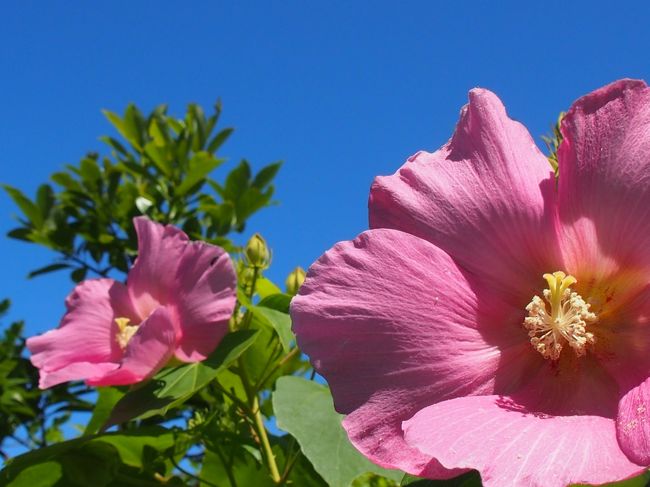 ②の続きっ♪<br /><br />写真は青ヶ島に咲いていた花。
