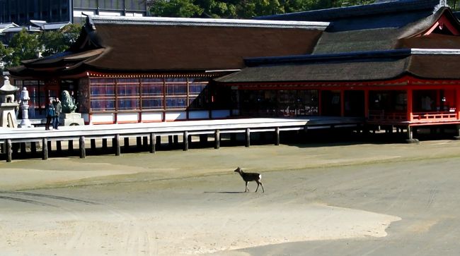 　宮島の鹿は、どこまでもやさしい眼をしていました。<br />　冬の日だまりで、互いに毛繕いをする親子じか、きょとんとして人を見つめる生まれたばかりの子鹿。<br />　厳島神社に打ち寄せる波間を、物憂げに歩く若い鹿……。