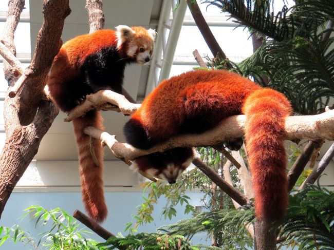 シンガポールの一大観光施設であるシンガポール動物園でジャイアントパンダとレッサーパンダの公開が始まったのは２０１２年１１月末のこと、本来は新しくオープンするリバーサファリの目玉動物としてお披露目になる予定でしたが、リバーサファリのオープンが大幅に遅れた為の暫定的な措置でした。<br />僕は２０１３年２月に訪問し（旅行記→http://4travel.jp/travelogue/10748140 ）、可愛らしい２頭のジャイアントパンダと２匹のレッサーパンダを堪能したのですが、その２か月後の２０１３年４月３日にりばーサファリがオープン、彼らは「ジャイアントパンダの森」の施設ごとリバーサファリに移籍となりました。<br /><br />パンダは川辺の動物か？・・・そんな単純な疑問はさておき（苦笑）<br />シンガポールの新名所リバーサファリを楽しむことと致しましょう。<br /><br /><br /><br />これまでのレッサーパンダ旅行記はこちらからどうぞ→http://4travel.jp/travelogue/10652280