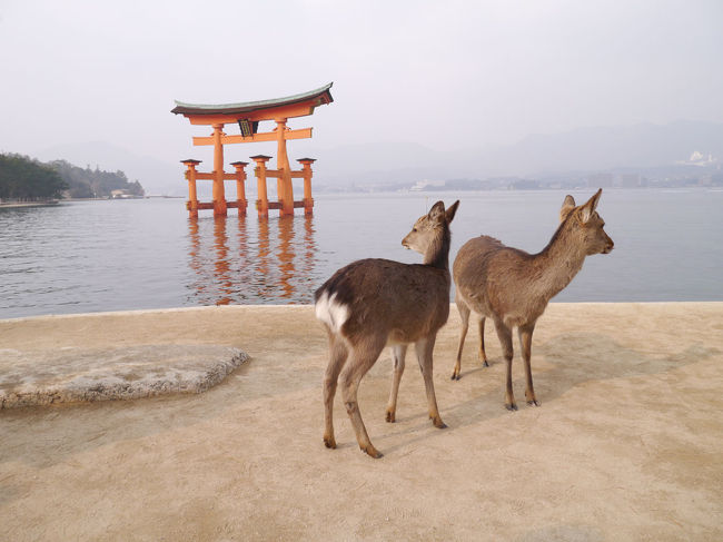 牡蠣を食べに広島へ行こう！ということで、広島へ<br />もちろん、広島には世界遺産など観光スポットもいろいろあるので、<br />1泊2日で行きました。<br />厳島神社、原爆ドーム、呉などを周ってきました。<br />早朝に羽田を発ち、広島空港-広島駅-宮島口を経て宮島へ、<br />厳島神社の参拝と美味しいものをいただきました。