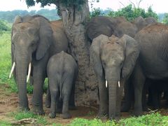 初アフリカ大陸に大満足！南部アフリカロマン紀行10日間（その６）～チョベ国立公園