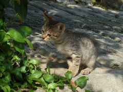 ぐだぐだの沖縄なんですけどハブとか猫とかやちむん通りとか好きなら見てください。