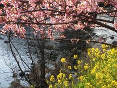 こどもを連れて電車で小旅行　河津桜