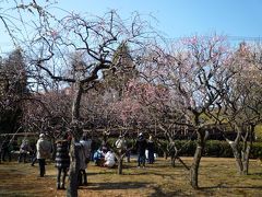 県立保土ヶ谷公園にて梅まつり