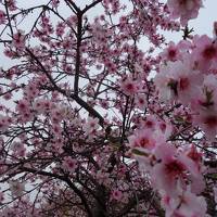 大阪の桜→韓国　＜大阪編＞