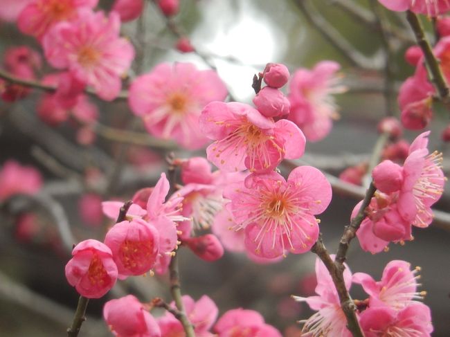 ２月10日、太宰府天満宮で参拝した後、大石茶屋の方へ歩いてみたが、開花している梅の花はかなり限られていた。<br />余りにも寒いので茶屋で昼食を取り、天満宮横の境内に少し咲いている梅の写真撮影を念入りにして福岡へ帰宅することにした。<br /><br /><br /><br /><br />＊写真は天満宮横の境内で見られた美しい紅梅<br />