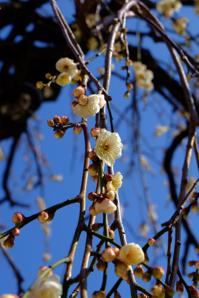受験生は居ないけど<br /><br />　春を待つ気持ちが　雪の残る<br /><br />　　湯島天神へ足は向います。<br /><br />　　　梅の花は　如何。。<br /><br />湯島天神<br />http://www.yushimatenjin.or.jp/pc/index.htm<br />　