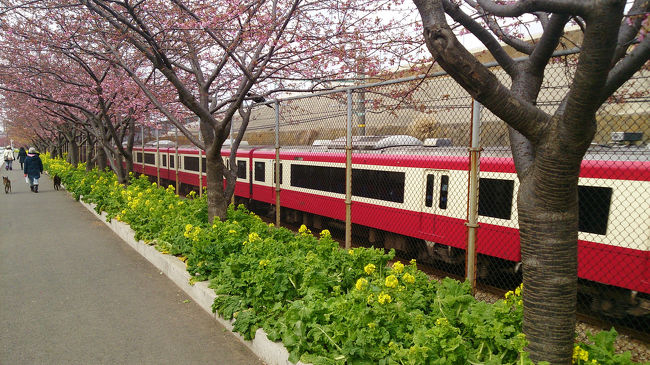 2014年三浦海岸桜まつりに行ってきました♪<br />京急の線路沿いに河津桜と菜の花を眺めながら、小松ヶ池公園、三浦海岸駅と桜散策ルートをぐるっと歩いてみました。<br /><br />マホロバ・マインズ三浦でランチと温泉プールで心身ともにリラックスした後、またまた夜桜見物♪<br /><br />まだ三分咲き〜五分咲きでしたが、朝から夜まで河津桜満喫の一日になりました。<br /><br />●2014年三浦海岸桜まつり<br />2014年2月15日(土)〜3月16日(日)<br />桜の開花状況により期間延長となる場合も