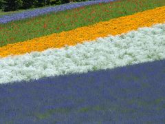 北海道Ⅲ（ラベンダー）（古～い写真をデータ化しました）