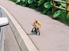 北海道Ⅳ（礼文島ほか）（古～い写真をデータ化しました）